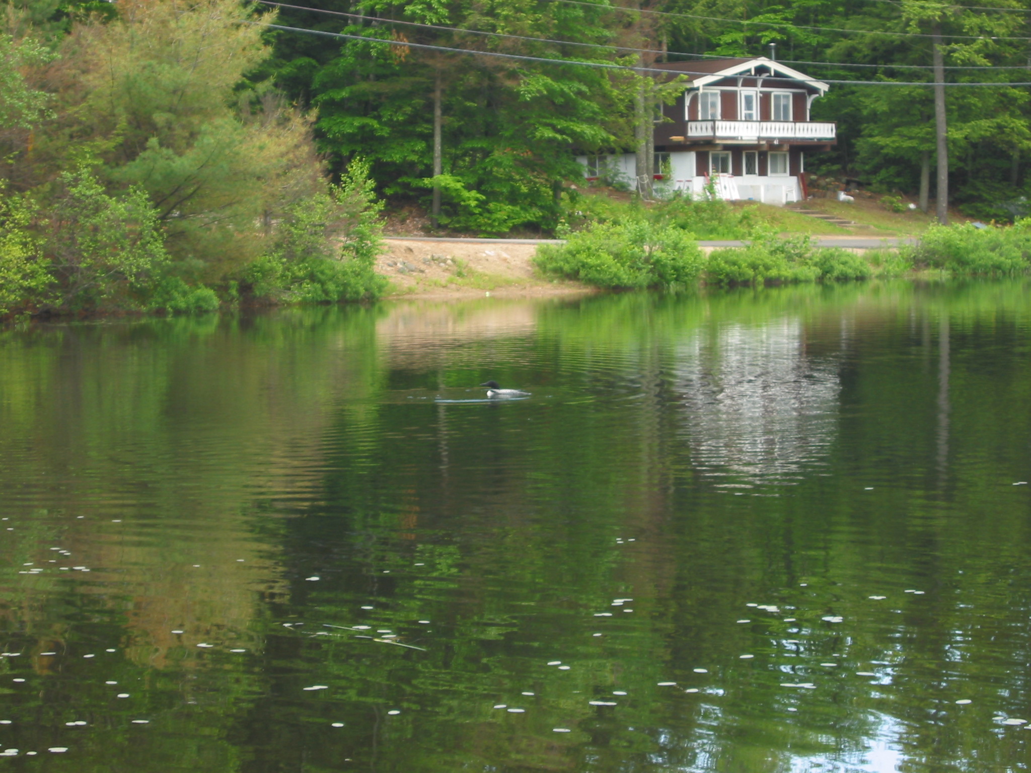 loon1.jpg